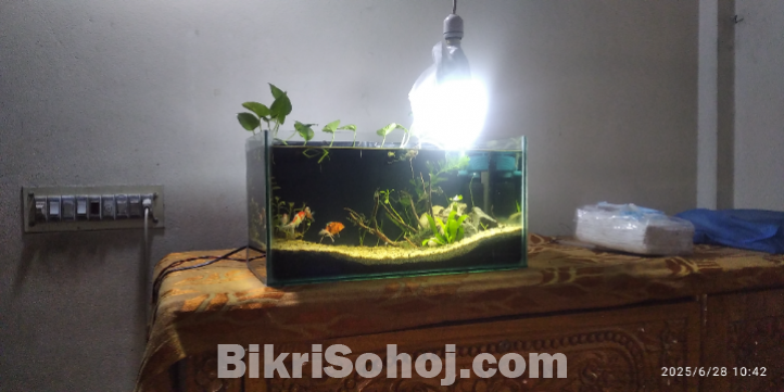 Planted Aquarium
